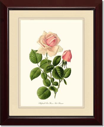 Rose Wall Art Print: La France - Vintage Botanical Wall Decor- Charting Nature