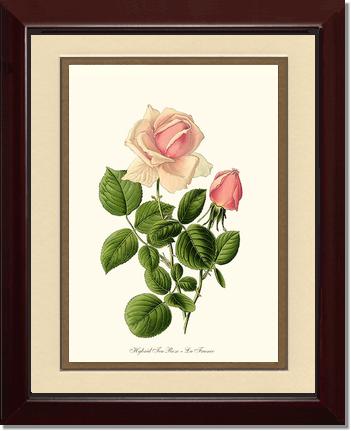 Rose Wall Art Print: La France - Vintage Botanical Wall Decor- Charting Nature