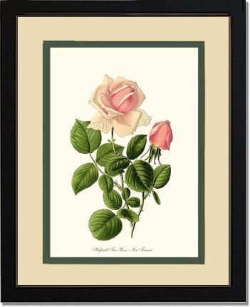Rose Wall Art Print: La France - Vintage Botanical Wall Decor- Charting Nature