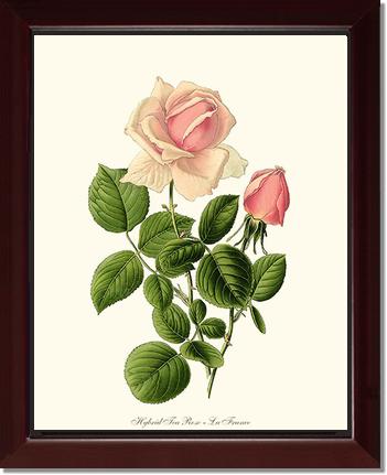 Rose Wall Art Print: La France - Vintage Botanical Wall Decor- Charting Nature