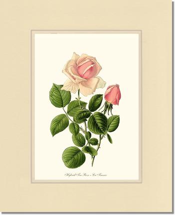 Rose Wall Art Print: La France - Vintage Botanical Wall Decor- Charting Nature