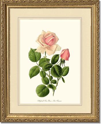 Rose Wall Art Print: La France - Vintage Botanical Wall Decor- Charting Nature