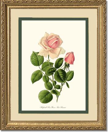 Rose Wall Art Print: La France - Vintage Botanical Wall Decor- Charting Nature