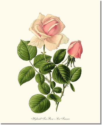 Rose Wall Art Print: La France - Vintage Botanical Wall Decor- Charting Nature