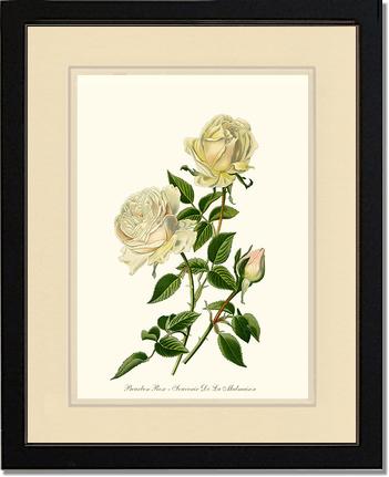 Rose Wall Art Print: Bourbon - Vintage Botanical Wall Decor- Charting Nature