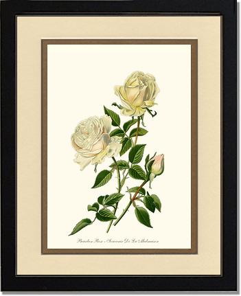 Rose Wall Art Print: Bourbon - Vintage Botanical Wall Decor- Charting Nature