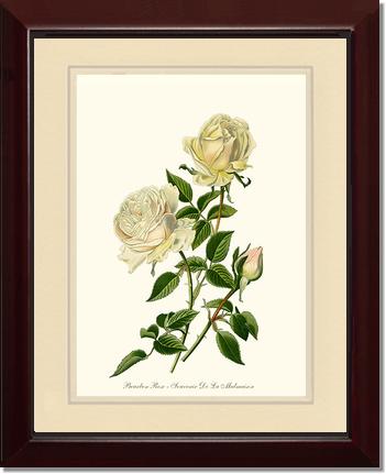 Rose Wall Art Print: Bourbon - Vintage Botanical Wall Decor- Charting Nature