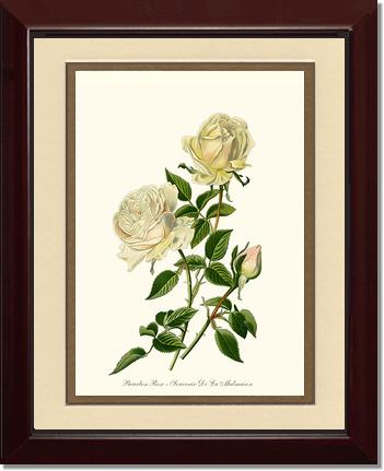 Rose Wall Art Print: Bourbon - Vintage Botanical Wall Decor- Charting Nature