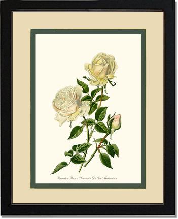 Rose Wall Art Print: Bourbon - Vintage Botanical Wall Decor- Charting Nature