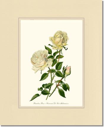 Rose Wall Art Print: Bourbon - Vintage Botanical Wall Decor- Charting Nature