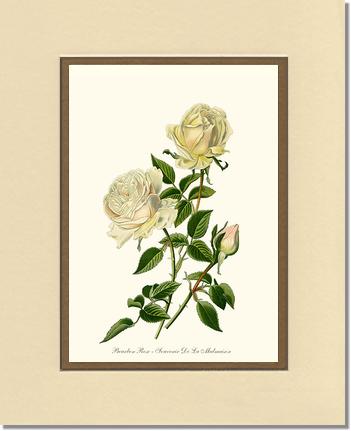 Rose Wall Art Print: Bourbon - Vintage Botanical Wall Decor- Charting Nature