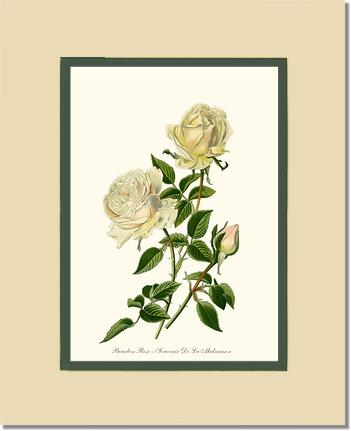 Rose Wall Art Print: Bourbon - Vintage Botanical Wall Decor- Charting Nature