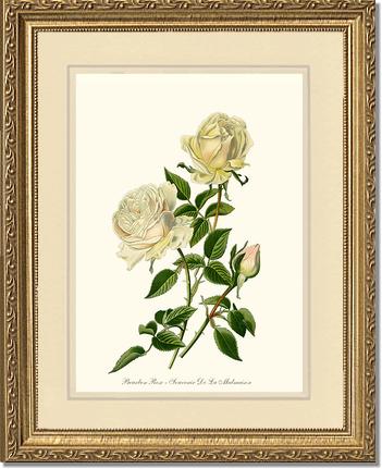 Rose Wall Art Print: Bourbon - Vintage Botanical Wall Decor- Charting Nature