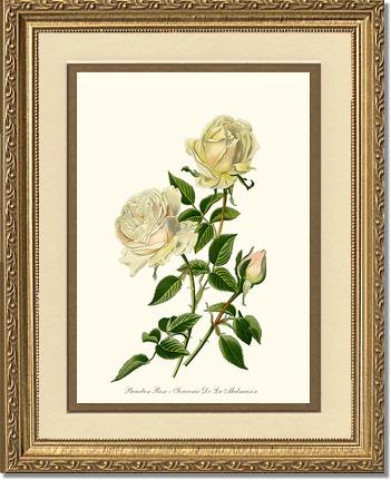 Rose Wall Art Print: Bourbon - Vintage Botanical Wall Decor- Charting Nature