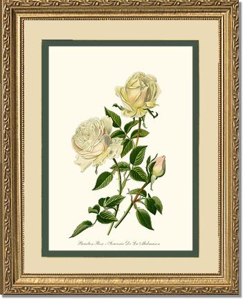 Rose Wall Art Print: Bourbon - Vintage Botanical Wall Decor- Charting Nature