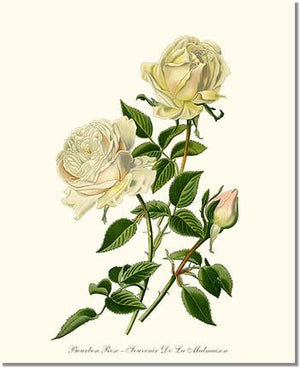 Rose Wall Art Print: Bourbon - Vintage Botanical Wall Decor- Charting Nature
