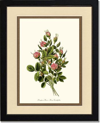 Rose Wall Art Print: Pompon - Vintage Botanical Wall Decor- Charting Nature