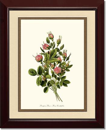 Rose Wall Art Print: Pompon - Vintage Botanical Wall Decor- Charting Nature