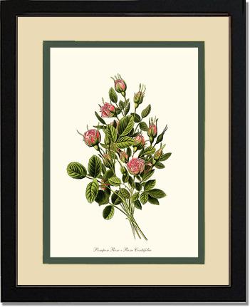 Rose Wall Art Print: Pompon - Vintage Botanical Wall Decor- Charting Nature