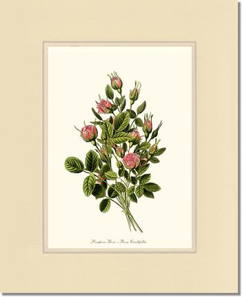 Rose Wall Art Print: Pompon - Vintage Botanical Wall Decor- Charting Nature