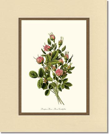 Rose Wall Art Print: Pompon - Vintage Botanical Wall Decor- Charting Nature