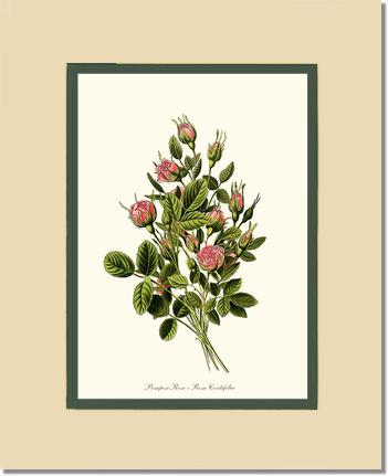 Rose Wall Art Print: Pompon - Vintage Botanical Wall Decor- Charting Nature