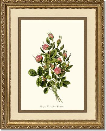 Rose Wall Art Print: Pompon - Vintage Botanical Wall Decor- Charting Nature