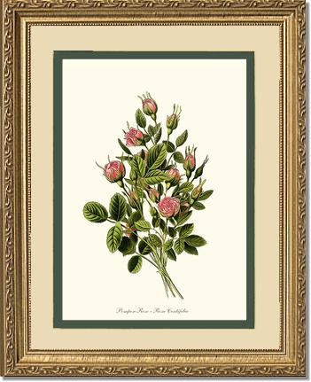 Rose Wall Art Print: Pompon - Vintage Botanical Wall Decor- Charting Nature