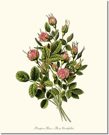 Rose Wall Art Print: Pompon - Vintage Botanical Wall Decor- Charting Nature