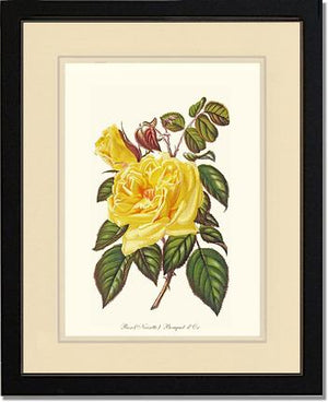 Rose Wall Art Print: Bouquet d Or - Vintage Botanical Wall Decor- Charting Nature