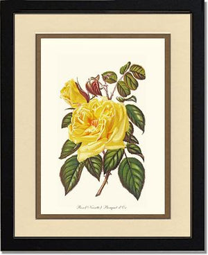 Rose Wall Art Print: Bouquet d Or - Vintage Botanical Wall Decor- Charting Nature