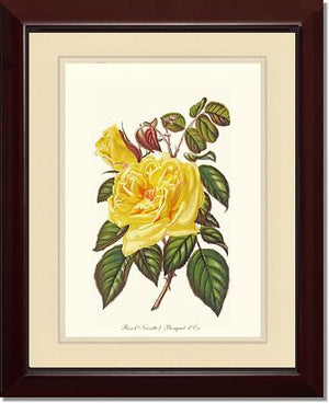 Rose Wall Art Print: Bouquet d Or - Vintage Botanical Wall Decor- Charting Nature