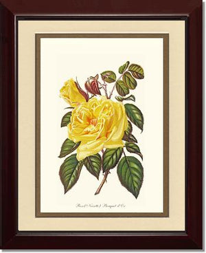 Rose Wall Art Print: Bouquet d Or - Vintage Botanical Wall Decor- Charting Nature