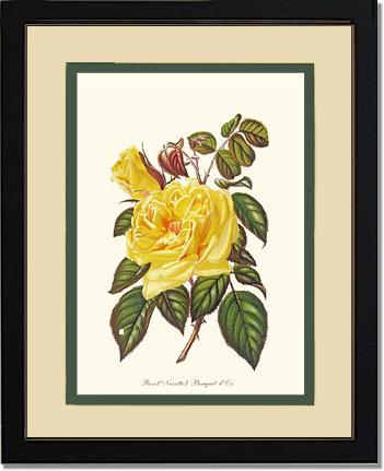 Rose Wall Art Print: Bouquet d Or - Vintage Botanical Wall Decor- Charting Nature
