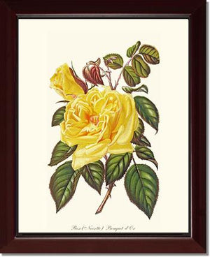Rose Wall Art Print: Bouquet d Or - Vintage Botanical Wall Decor- Charting Nature