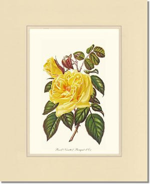 Rose Wall Art Print: Bouquet d Or - Vintage Botanical Wall Decor- Charting Nature
