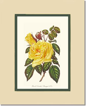 Rose Wall Art Print: Bouquet d Or - Vintage Botanical Wall Decor- Charting Nature