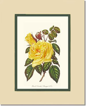 Rose Wall Art Print: Bouquet d Or - Vintage Botanical Wall Decor- Charting Nature