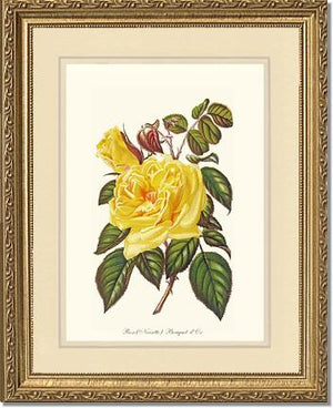 Rose Wall Art Print: Bouquet d Or - Vintage Botanical Wall Decor- Charting Nature