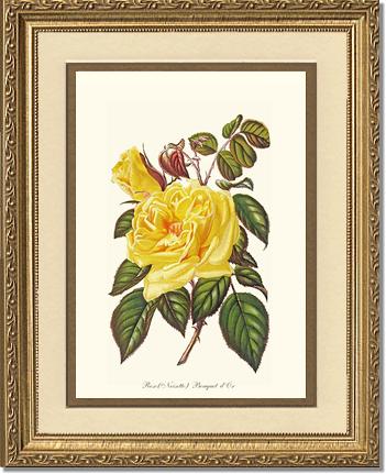 Rose Wall Art Print: Bouquet d Or - Vintage Botanical Wall Decor- Charting Nature