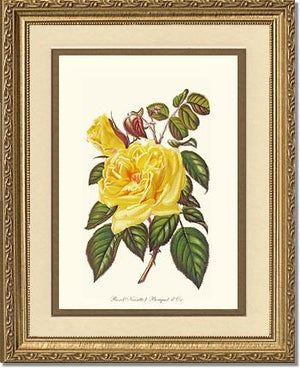 Rose Wall Art Print: Bouquet d Or - Vintage Botanical Wall Decor- Charting Nature