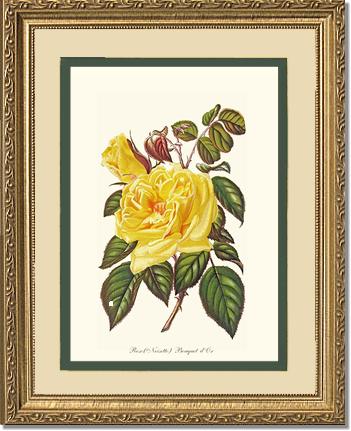 Rose Wall Art Print: Bouquet d Or - Vintage Botanical Wall Decor- Charting Nature