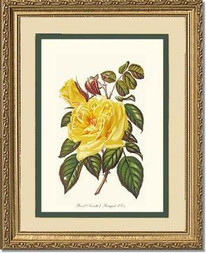 Rose Wall Art Print: Bouquet d Or - Vintage Botanical Wall Decor- Charting Nature