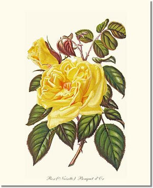Rose Wall Art Print: Bouquet d Or - Vintage Botanical Wall Decor- Charting Nature