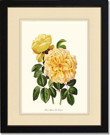 Rose Wall Art Print: Gloire de Dijon - Vintage Botanical Wall Decor- Charting Nature