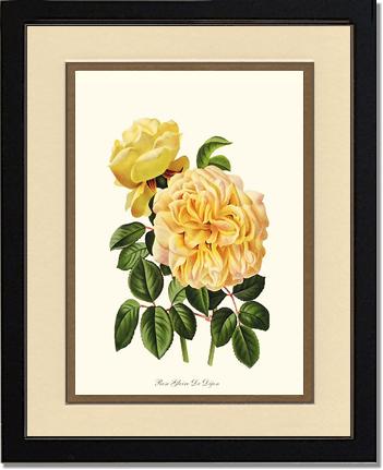 Rose Wall Art Print: Gloire de Dijon - Vintage Botanical Wall Decor- Charting Nature