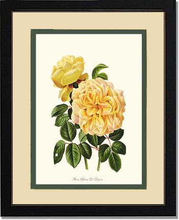 Rose Wall Art Print: Gloire de Dijon - Vintage Botanical Wall Decor- Charting Nature