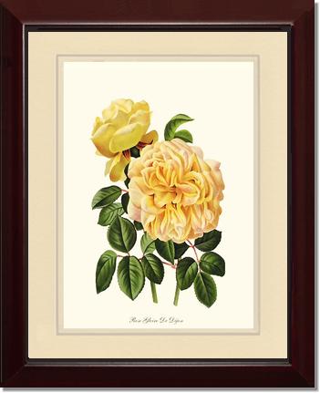 Rose Wall Art Print: Gloire de Dijon - Vintage Botanical Wall Decor- Charting Nature