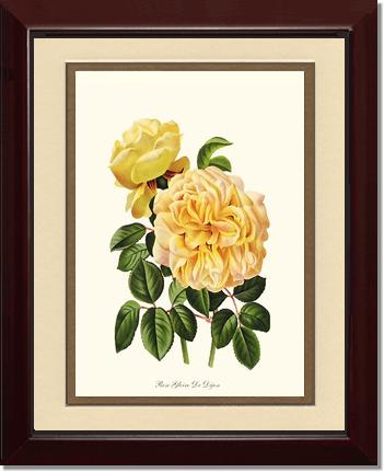 Rose Wall Art Print: Gloire de Dijon - Vintage Botanical Wall Decor- Charting Nature