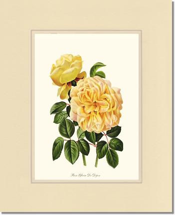 Rose Wall Art Print: Gloire de Dijon - Vintage Botanical Wall Decor- Charting Nature